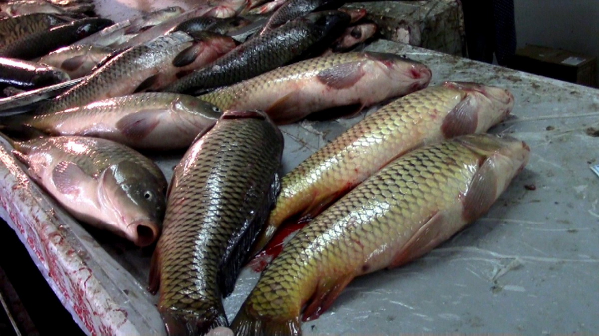 Какая рыба в астрахани в апреле. Астрахань рыба. Рыбы Астраханской области. Разновидность Астраханской рыбы. Астрахань рыбалка рынок.