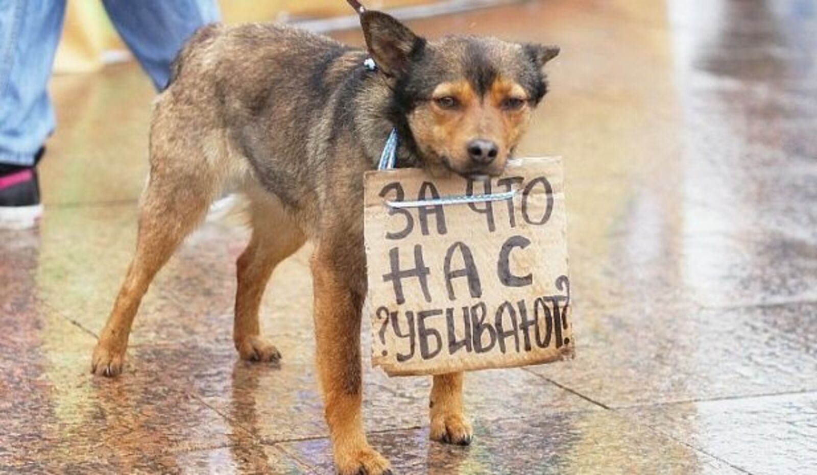 Hello street cat петиция остановите. Бездомные животные. Защита бездомных животных. Жестокое обращение к животным. Бездомные животные в России.