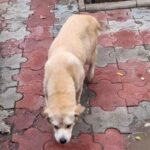 Помогите найти астраханскую собаку-улыбаку